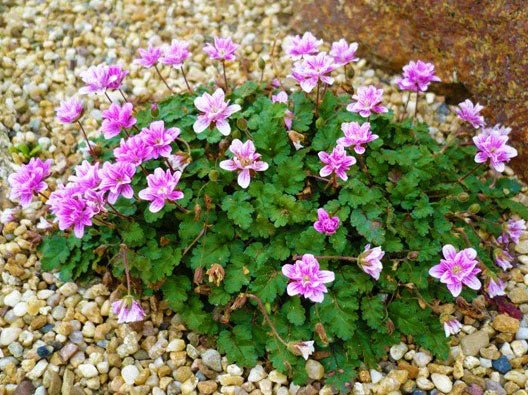 Erodium reichardii 'Flore Pleno' Double Alpine Geranium