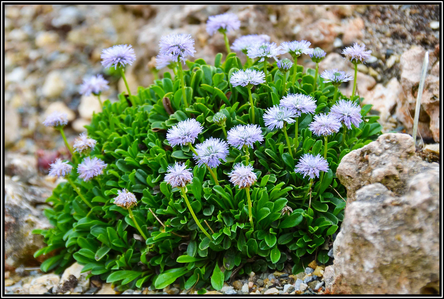 Globularia cordifolia - Heart-leaved Globe Daisy