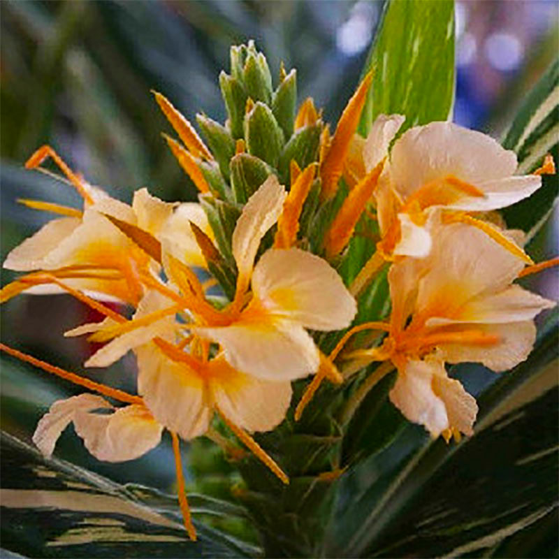 Hedychium 'Tahitian Flame'