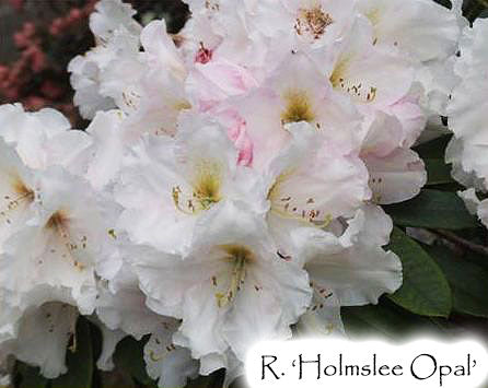 R. Holmeslee Opal