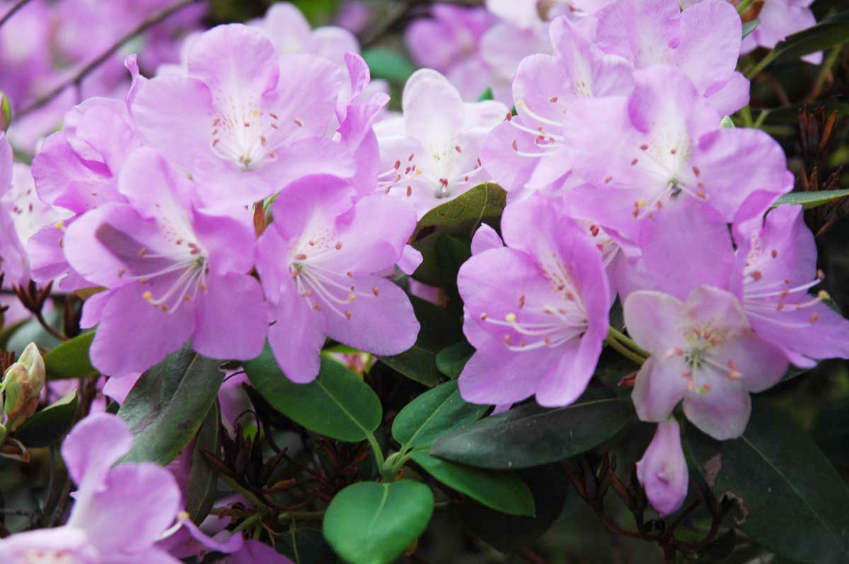 R. oreotrephes - White or Pink Form