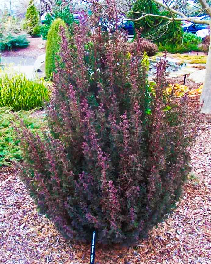 Chamaecyparis thyoides 'Top Point'