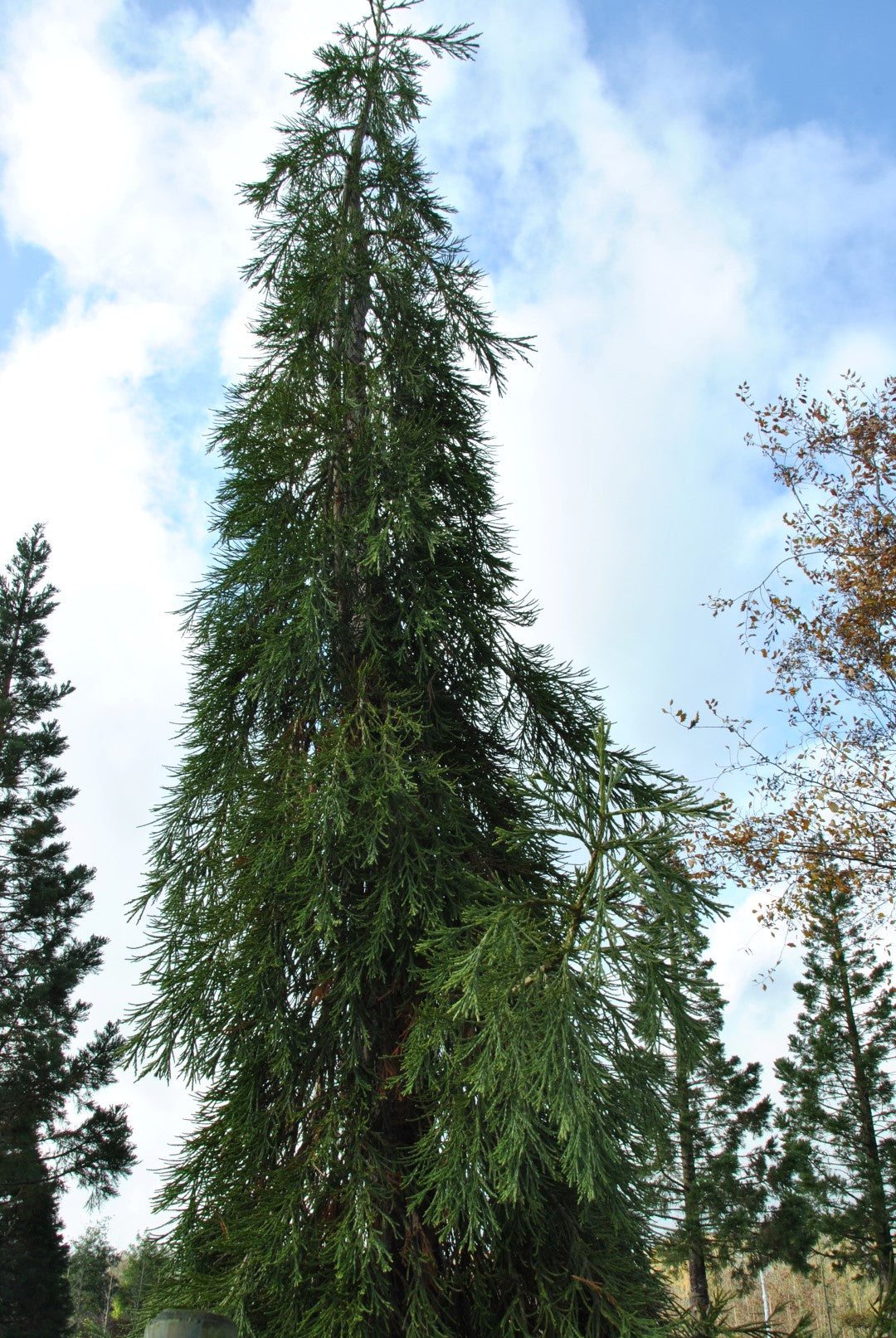 Sequoia giganteum 'Barabit's Requiem'