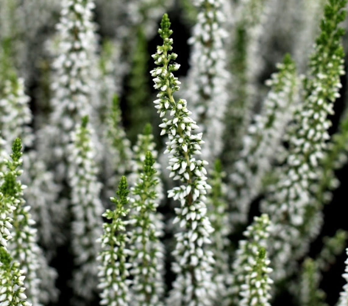 Calluna vulgaris 'Verenka'