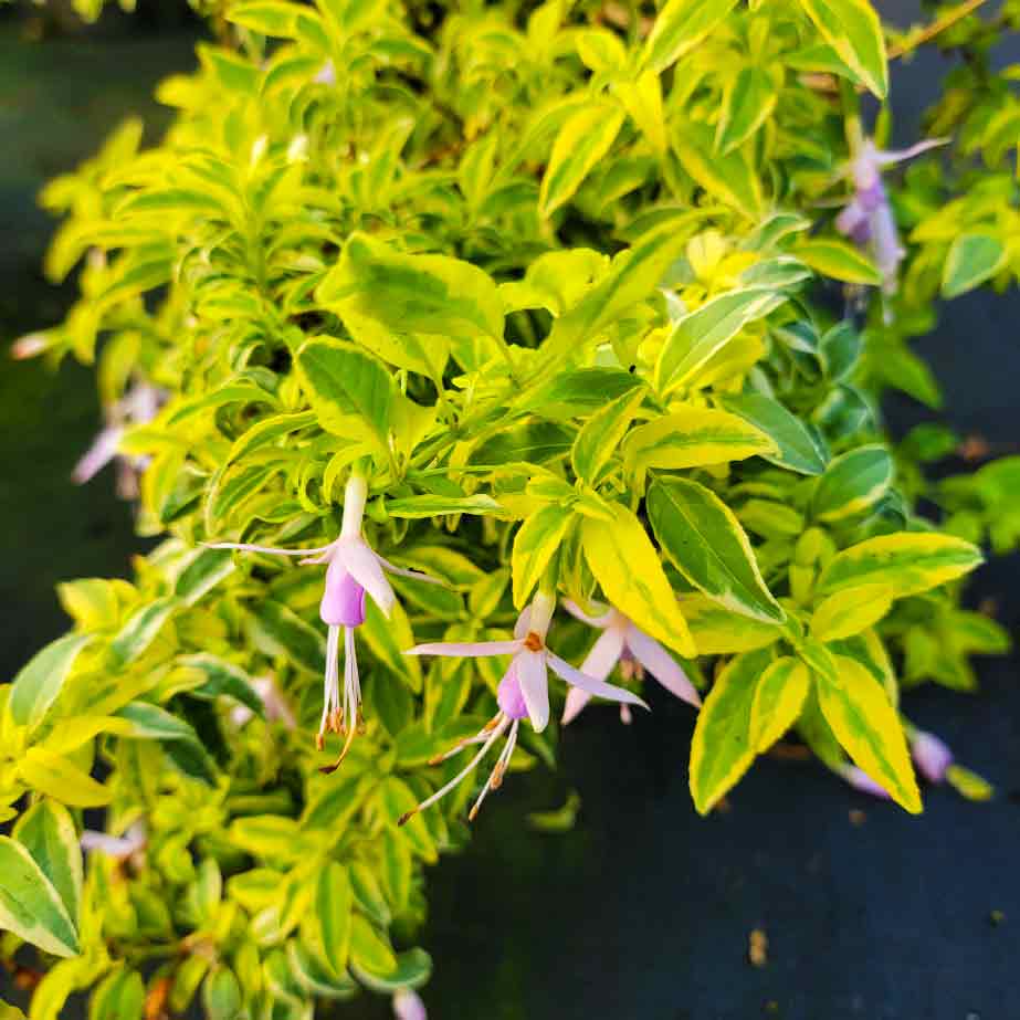 Fuchsia magellanica var. 'molinae Sharpitor'
