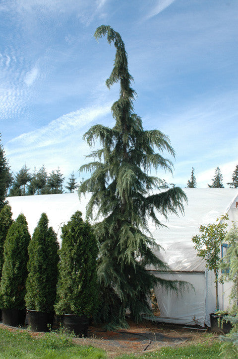 Cedrus d. 'Pendula Hopper Select'