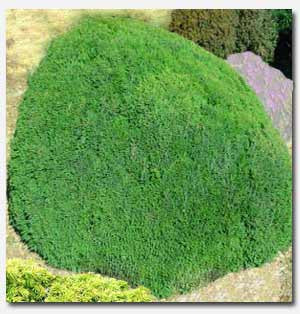 Green Globe