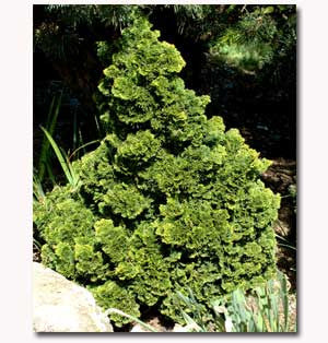 Chamaecyparis obtusa 'Contorta'