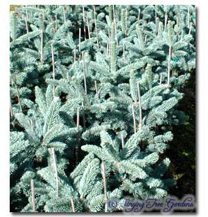 Picea pungens 'Baby Blue Eyes'