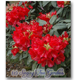 Red Velour