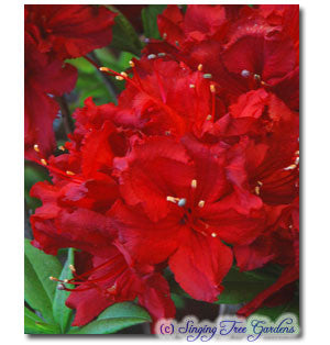 Arnesons Ruby Princess