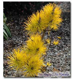 Pinus contorta 'Chief Joseph'