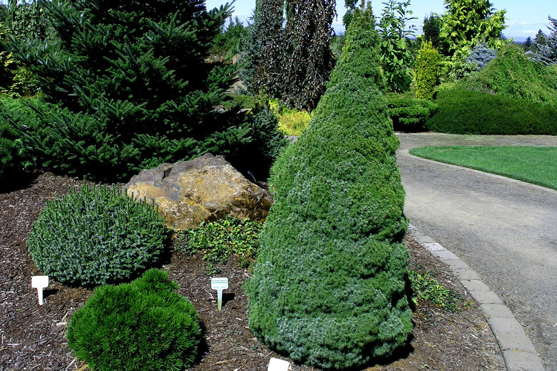 Picea glauca 'Sander's Blue'