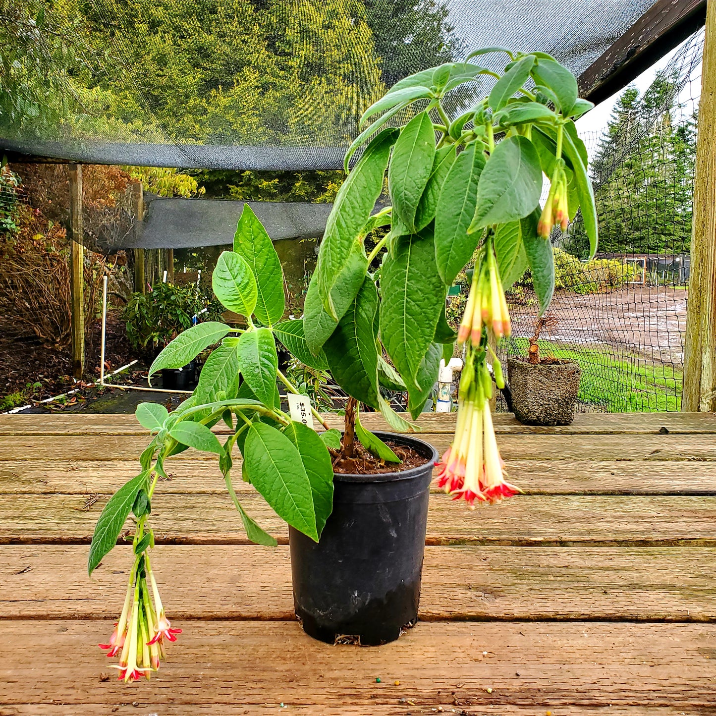 Fuchsia boliviana 'Alba'