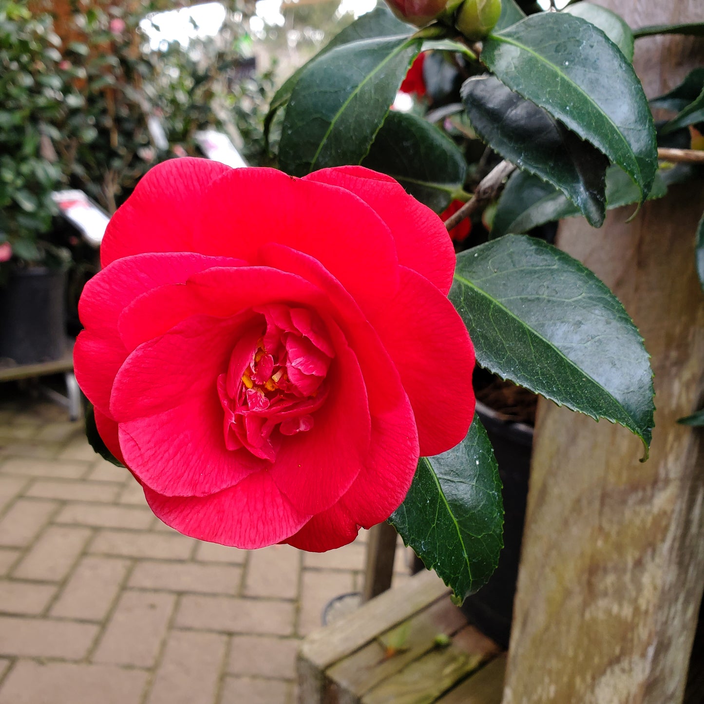 Camellia japonica 'Rosehill Red'