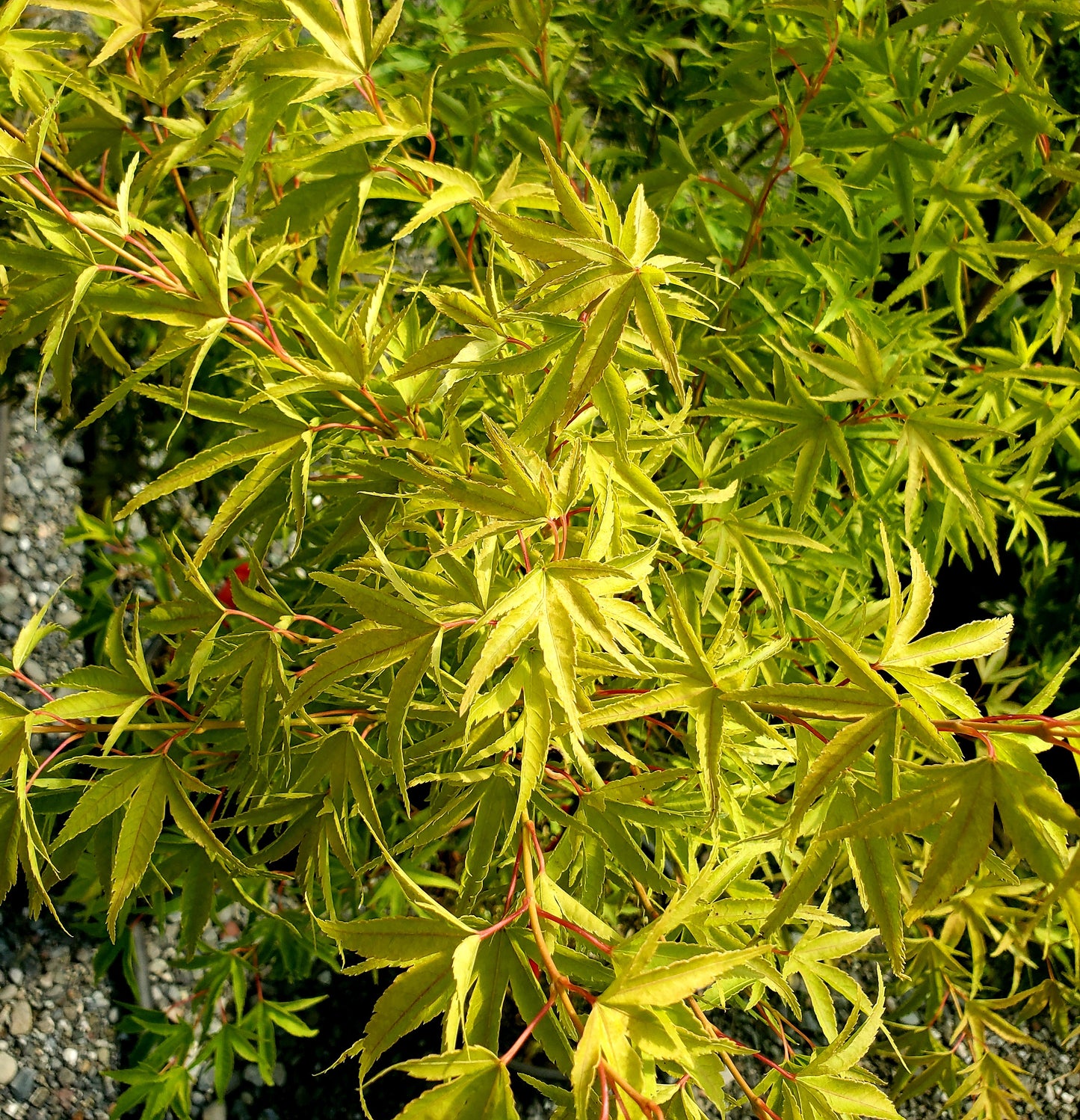 Acer palmatum 'Harasume'
