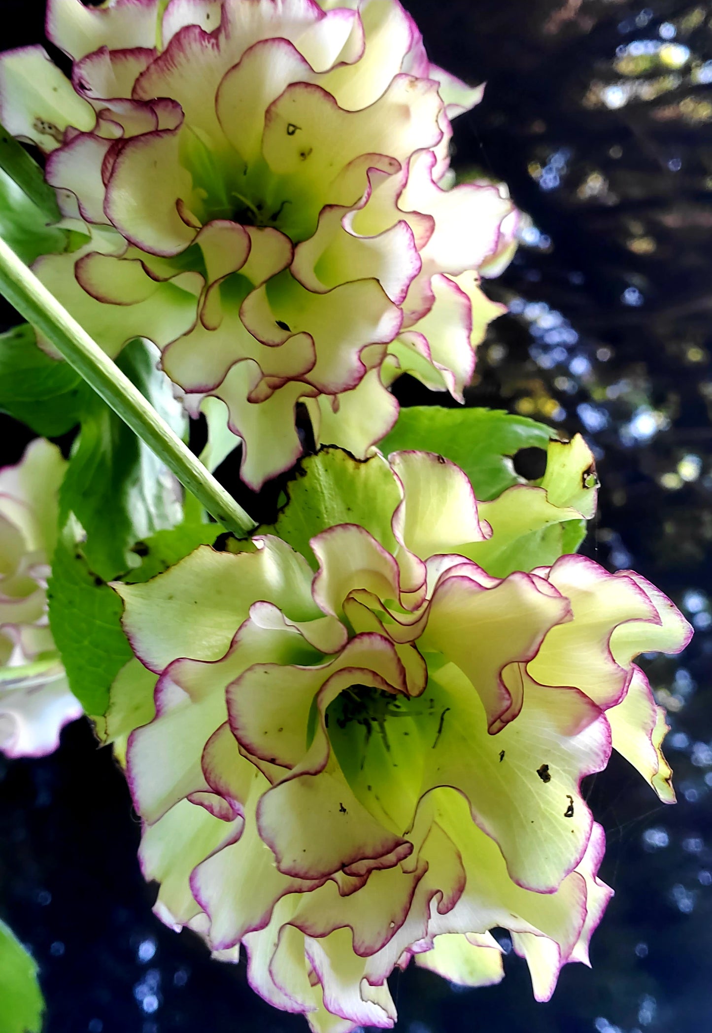 Helleborus x hybridus Winter Jewels series 'Rose Quartz'