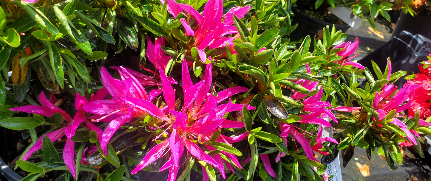 Az. 'Shiryu-no-Homare'