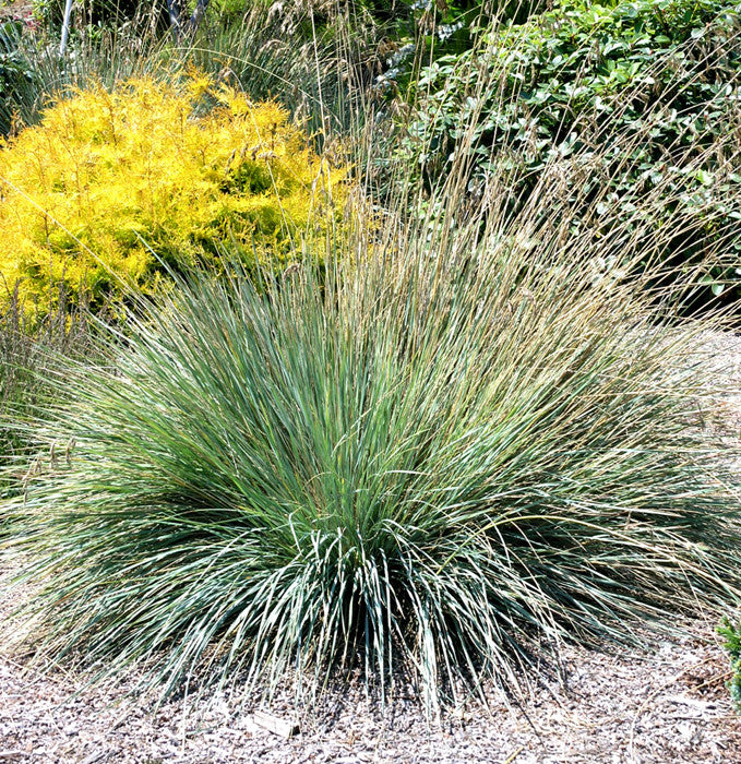 Blue Oat Grass - Helictotrichon sempervirens