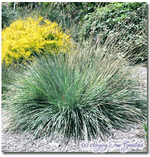 Blue Oat Grass - Helictotrichon sempervirens