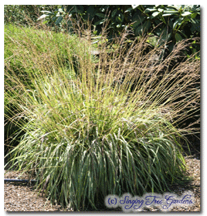 Variegata