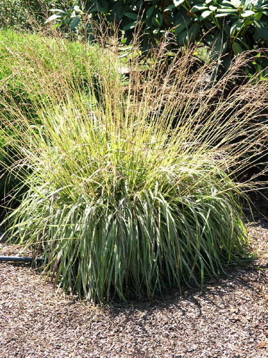 Variegata