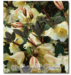 Yellow R. williamsianum hybrid