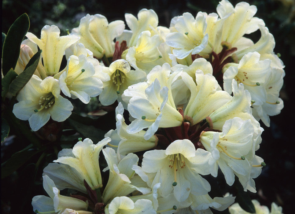 white lily tree White Lily – Singing Tree Gardens Nursery