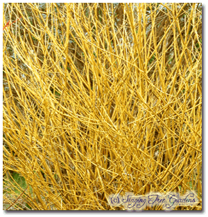 Flaviramea - Yellow Twig Dogwood