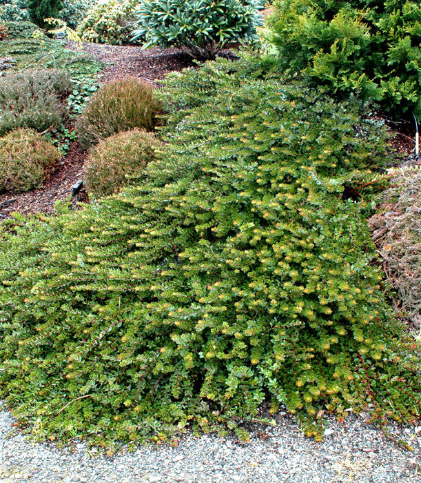 Arctostaphylos uva-ursi var. Massachusetts