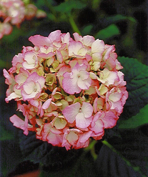 Hydrangea m. 'Stella'