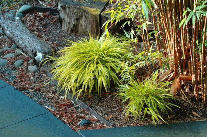 All Gold Japanese Forest Grass