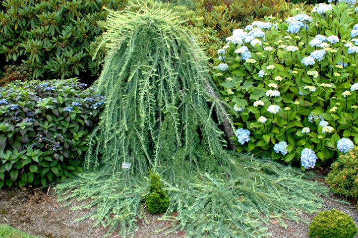 Larix k. 'Pendula'