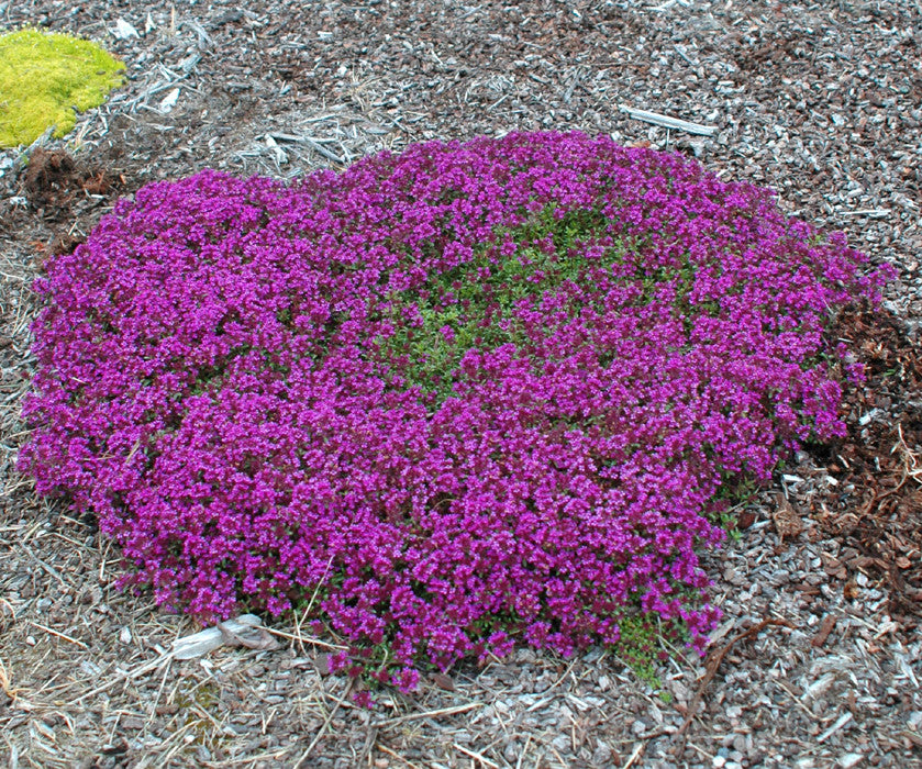 Red Thyme - Thymus serpyllum 'Red Creeping Thyme'