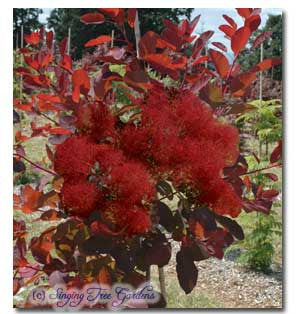 Purpurea