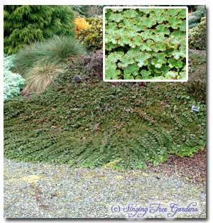 Taiwanese creeping rubus