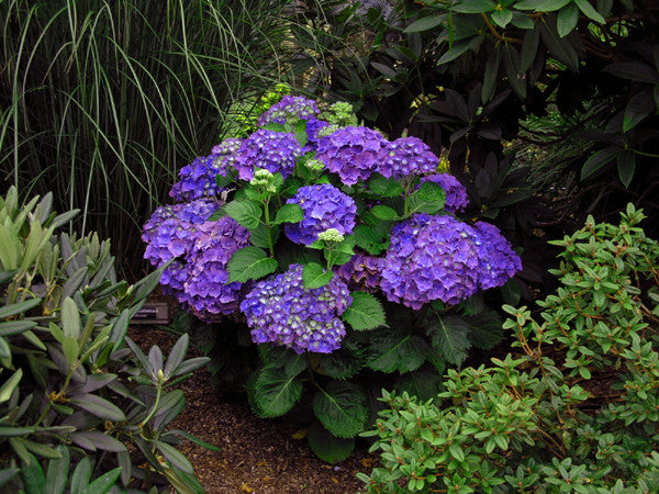 Hydrangea macrophylla 'Royal Purple'