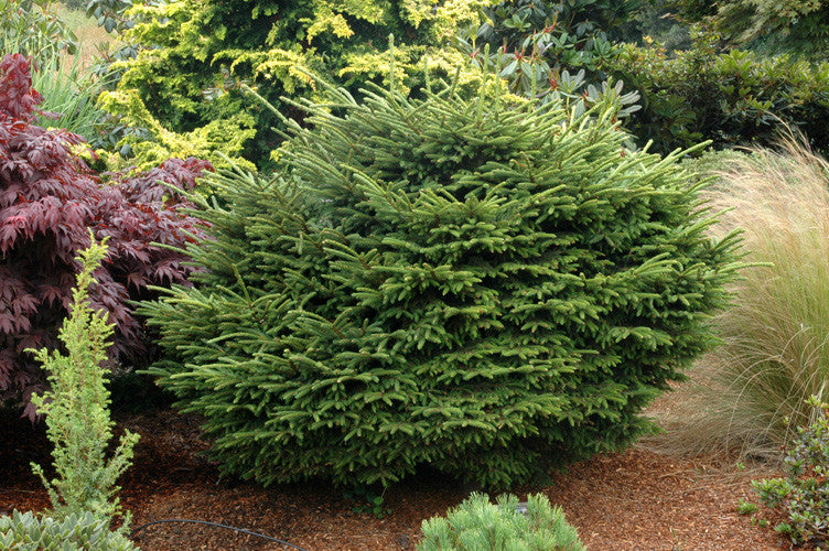 Picea orientalis Barnes