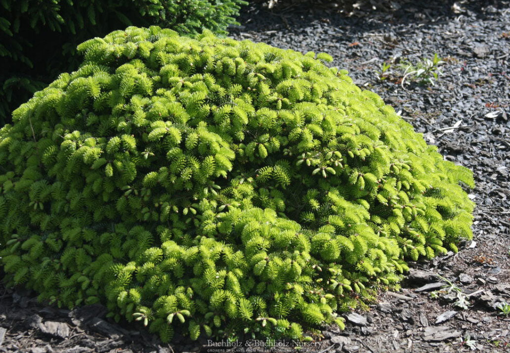 Abies nordmaniana 'Hexenbesen Berlin'
