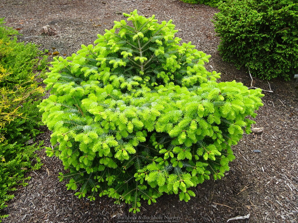 Abies alba 'Barabit's Star'