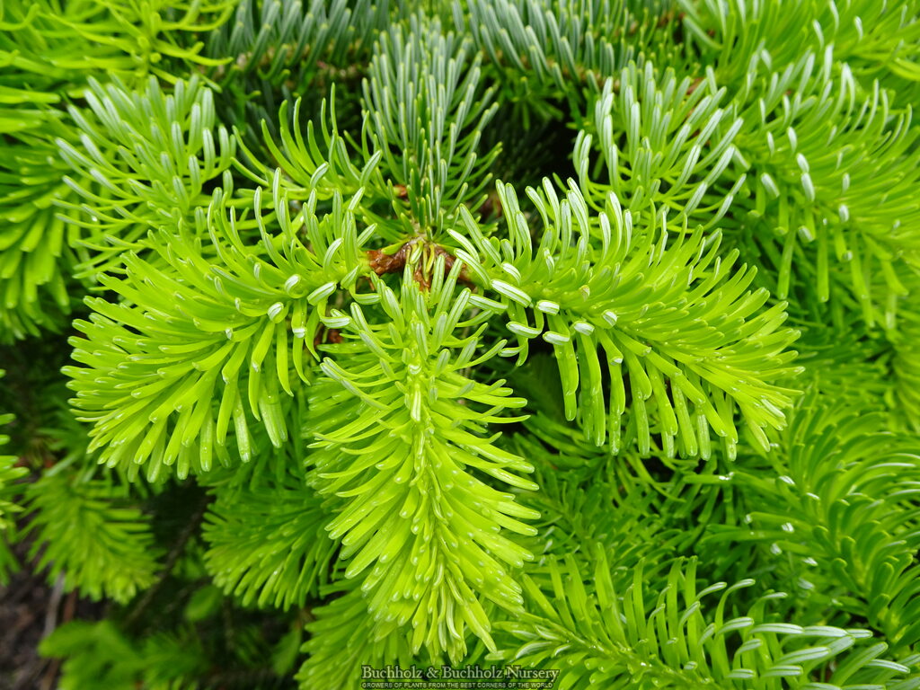 Abies alba 'Barabit's Star'