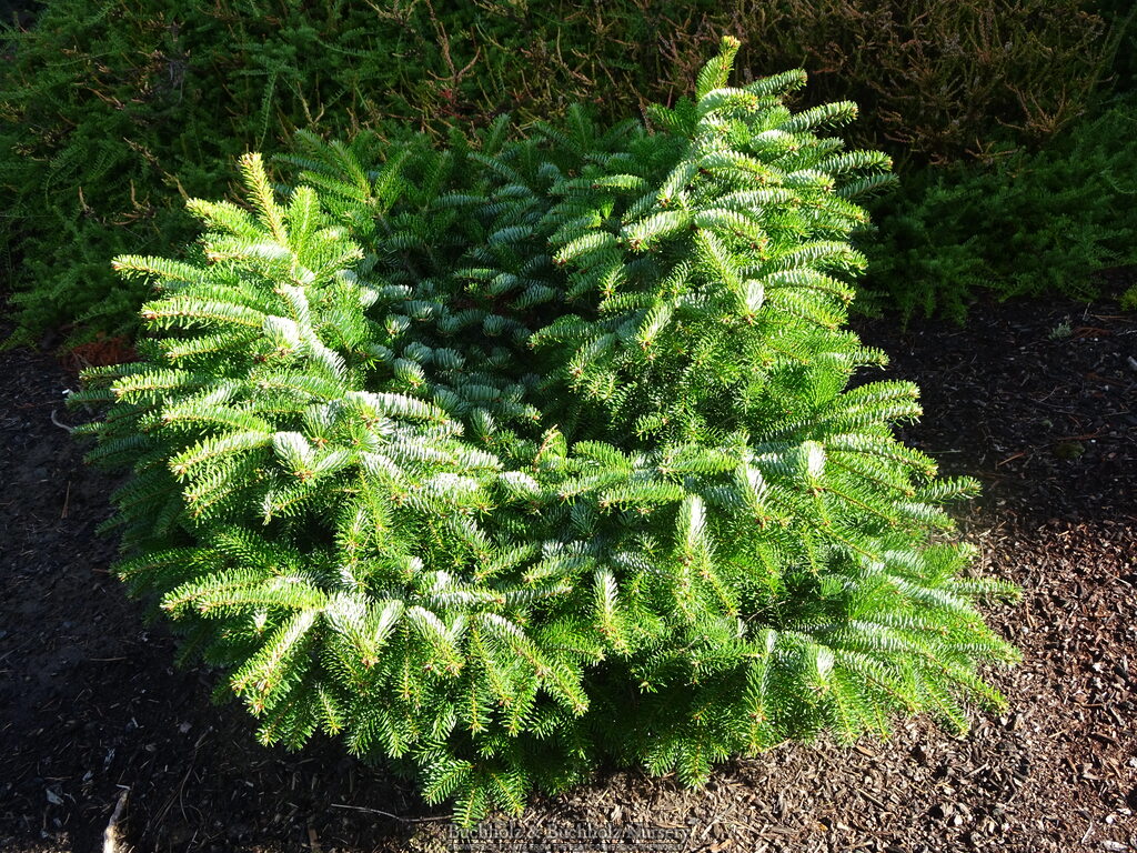 Abies alba 'Barabit's Star'