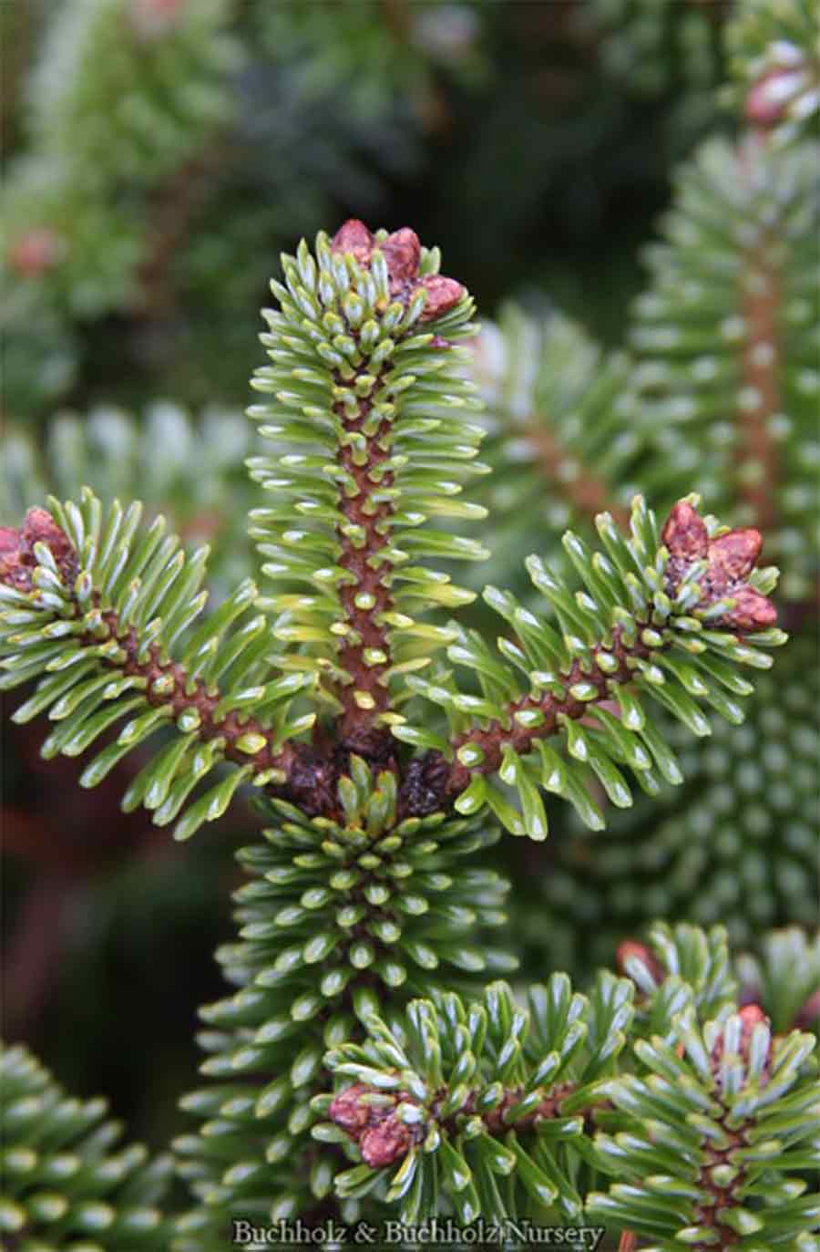 Abies alba 'Schwarzwald'