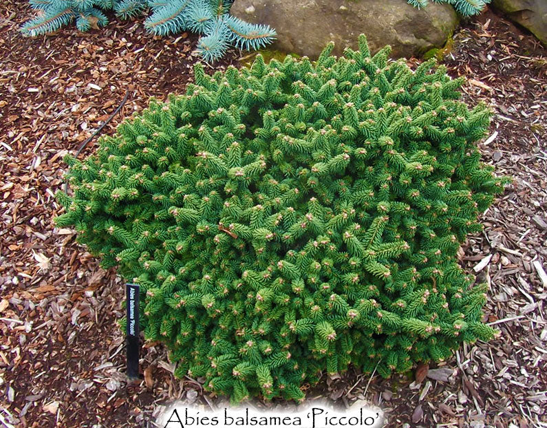 Abies balsamea 'Piccolo'