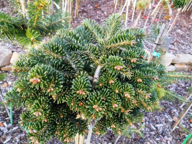 Abies borisii-regis 'J.K. Greece'