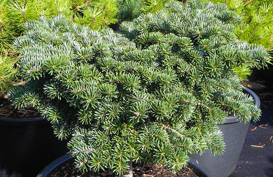 Abies borisii-regis 'J.K. Greece'