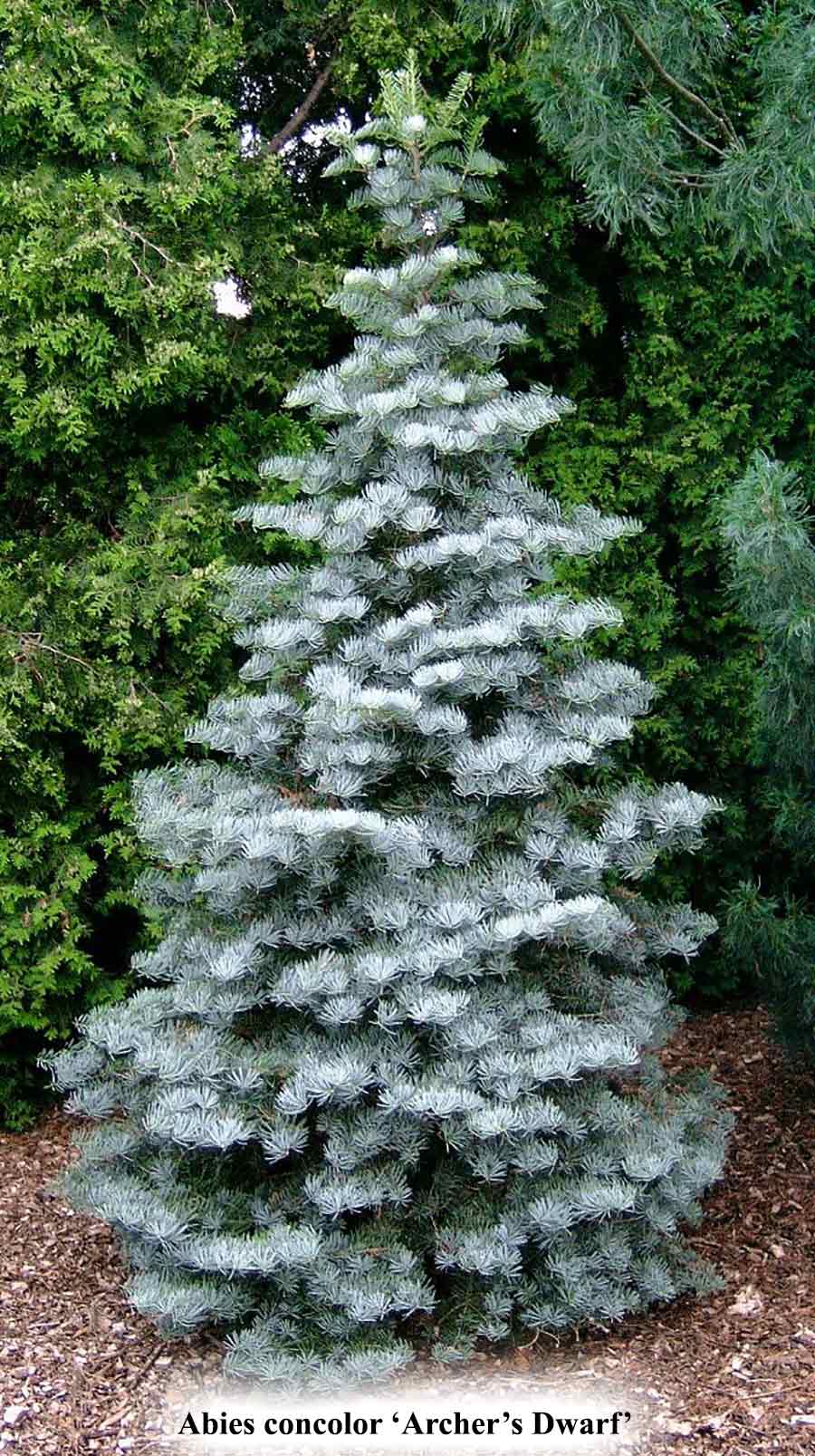 Abies concolor 'Archer's Dwarf'