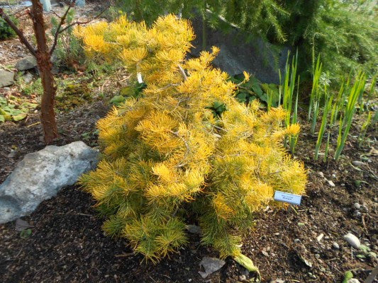 Abies concolor 'Winter Gold'