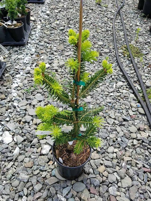 Abies firma 'Nana Horizontalis'  Dwarf horizontal Momi Fir