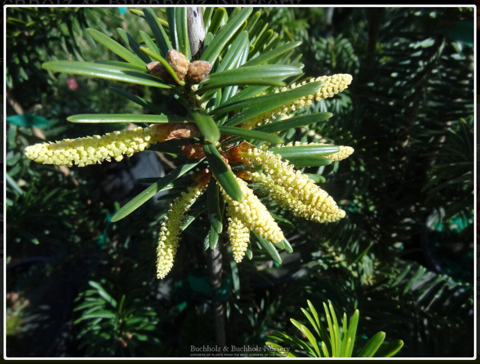 Abies firma 'Nana Horizontalis' Dwarf horizontal Momi Fir